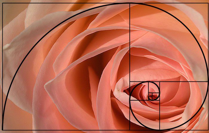 natures that explained by fibonacci sequence