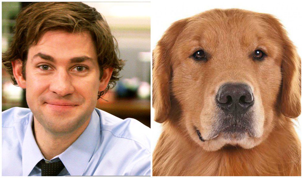 If "The Office" Characters Were Dogs