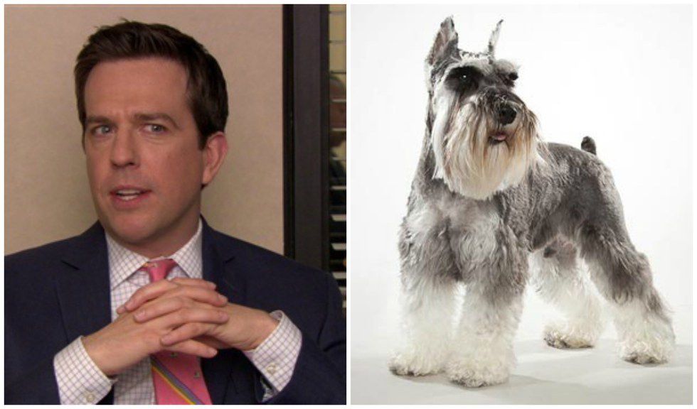 If "The Office" Characters Were Dogs