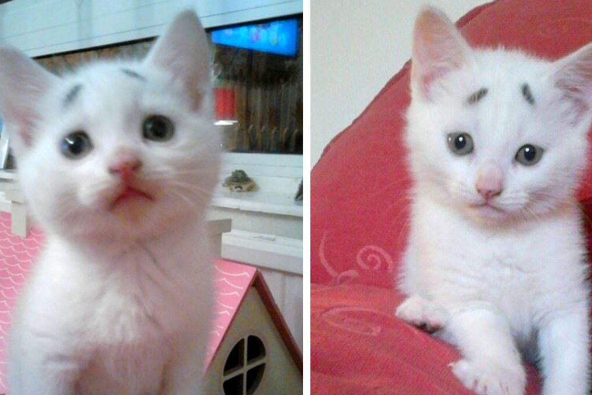 Kitten With a Pair of "Worrisome Eyebrows" Grows Up to Be a Handsome Cat!
