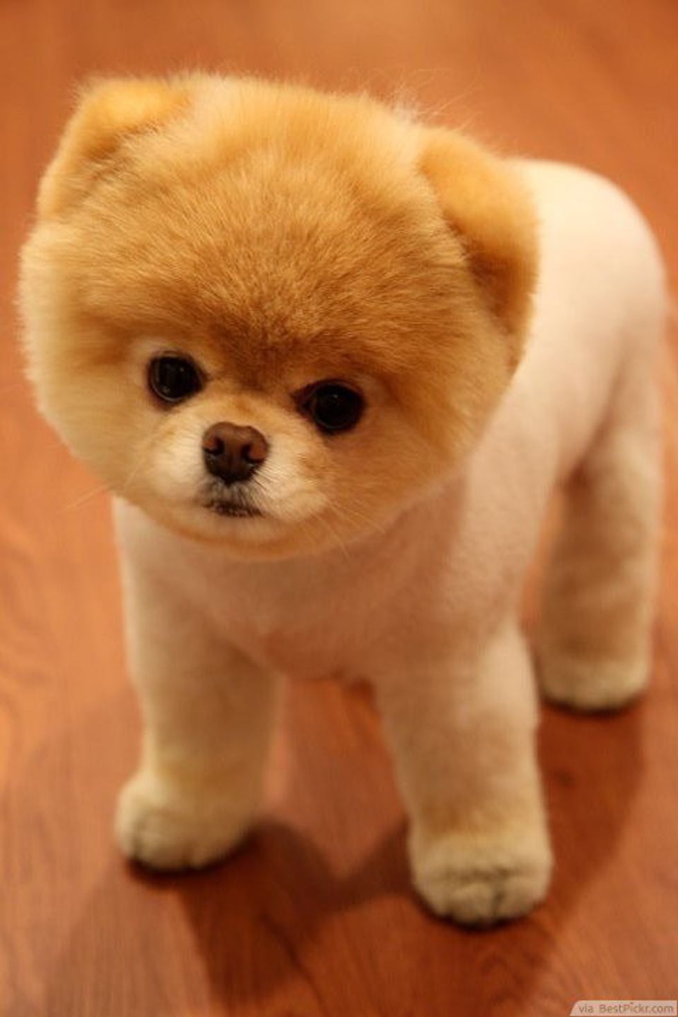 How Much Is A Boo Dog Goldenacresdogs How Much Is A Boo Dog Goldenacresdogs