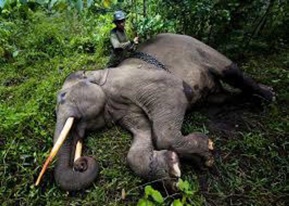 Saving The Sumatran Elephant From Extinction