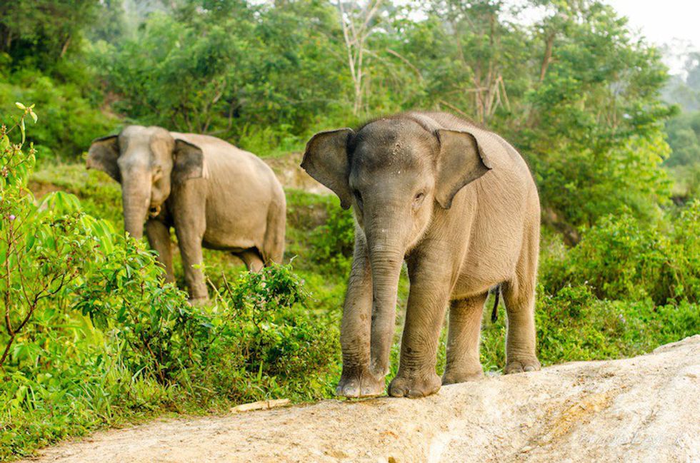 Saving The Sumatran Elephant From Extinction