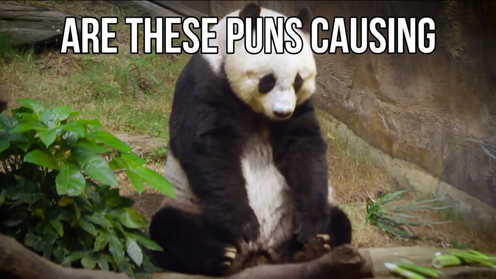 15 Un-BEAR-able Animal Puns That Will Get You Through Finals Week