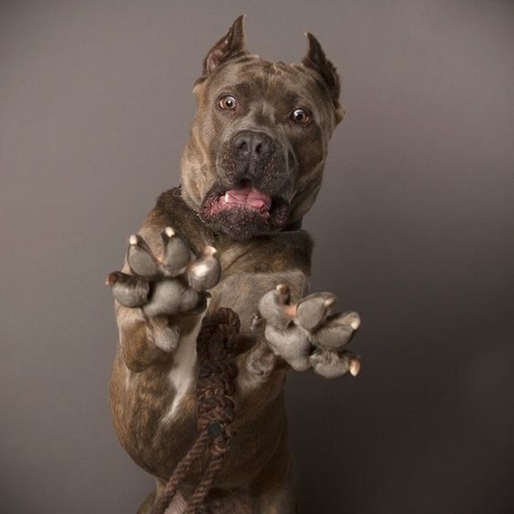 The 15 Most Vicious Pit Bulls   Img 