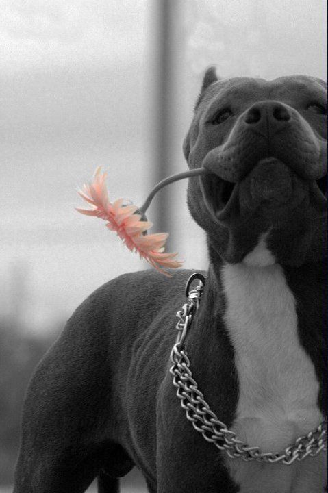 The 15 Most Vicious Pit Bulls   Img 