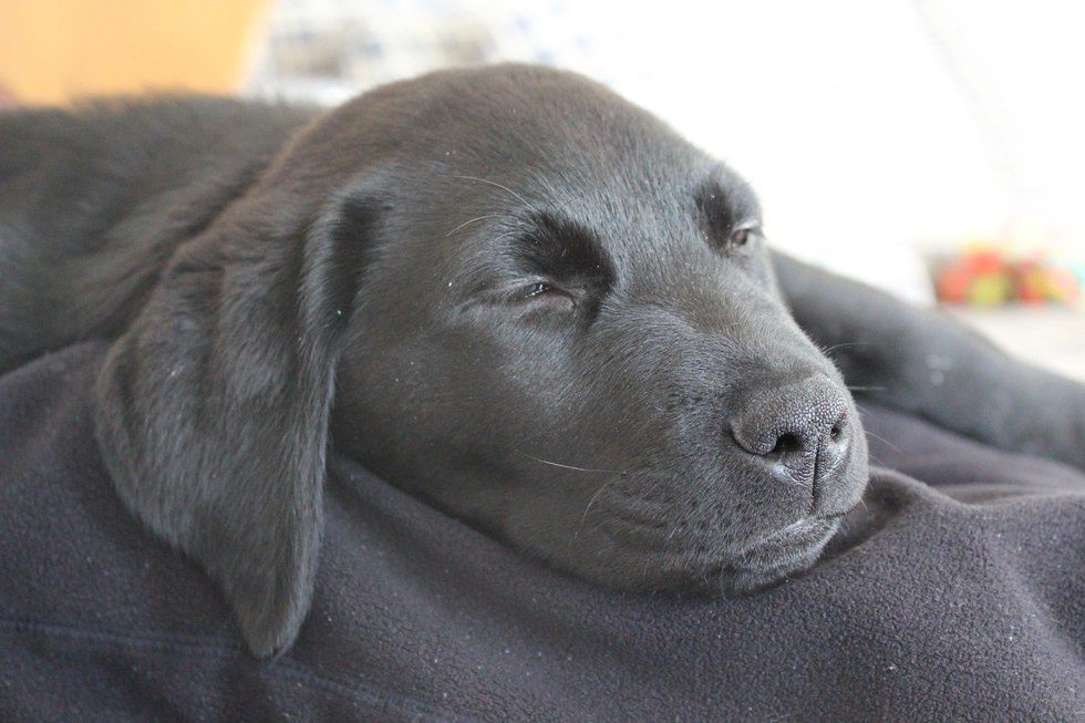 15 Reasons Why Labs Are The Best Dogs