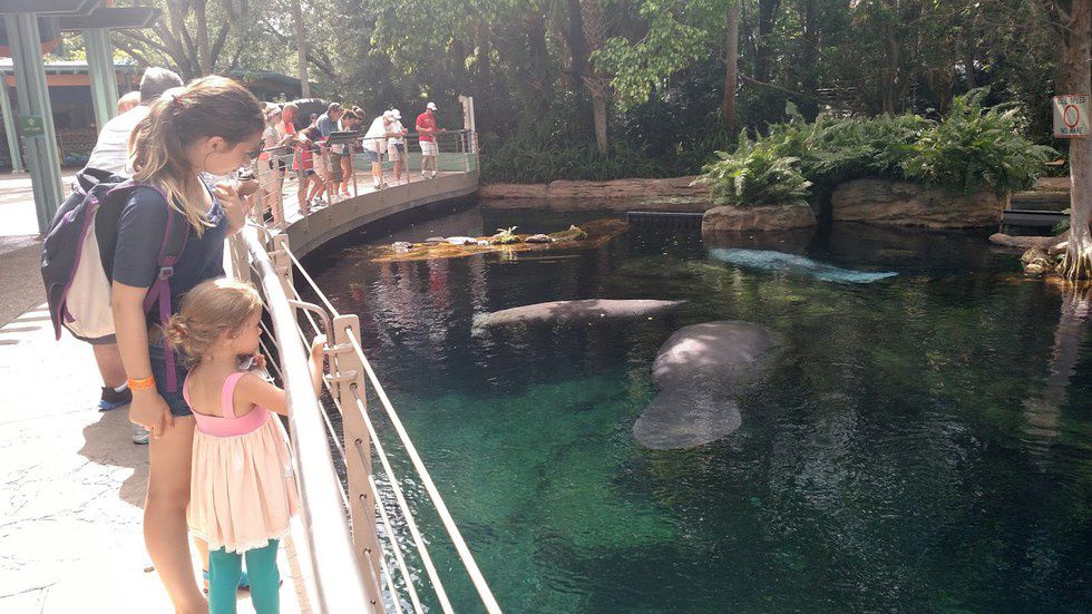 Manatees Are Making A Comeback!