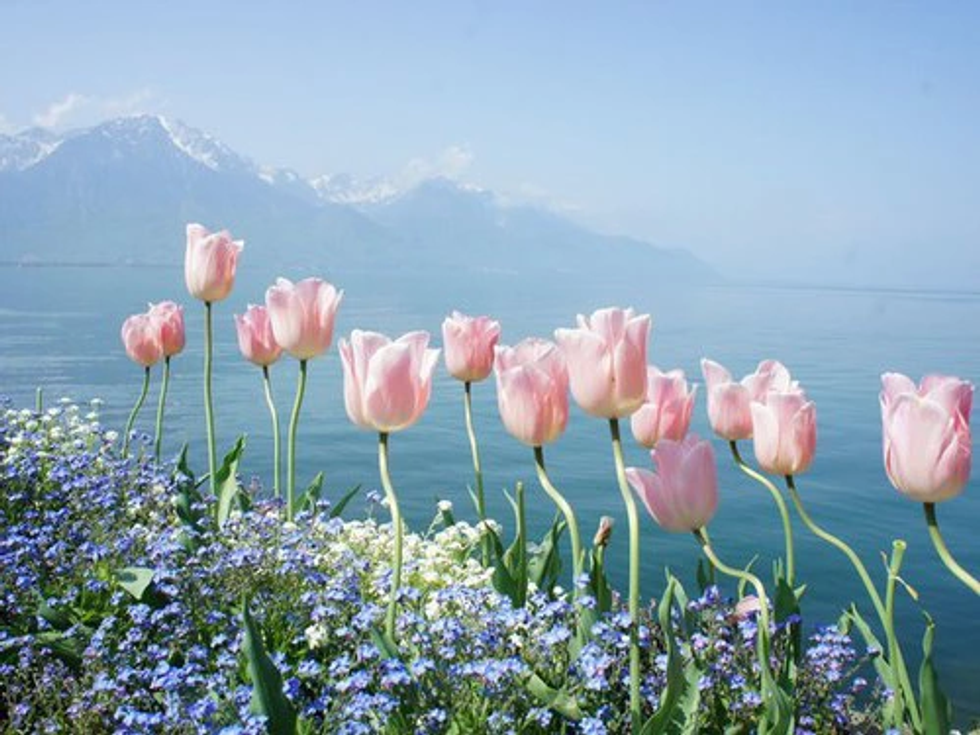 Life Lessons From Flowers