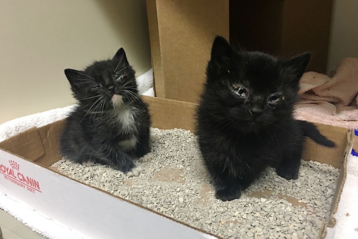 Woman Saves Sibling Kittens While Others Decided to Give Up, and Raises Them into Gorgeous 'Panther' Kitties...
