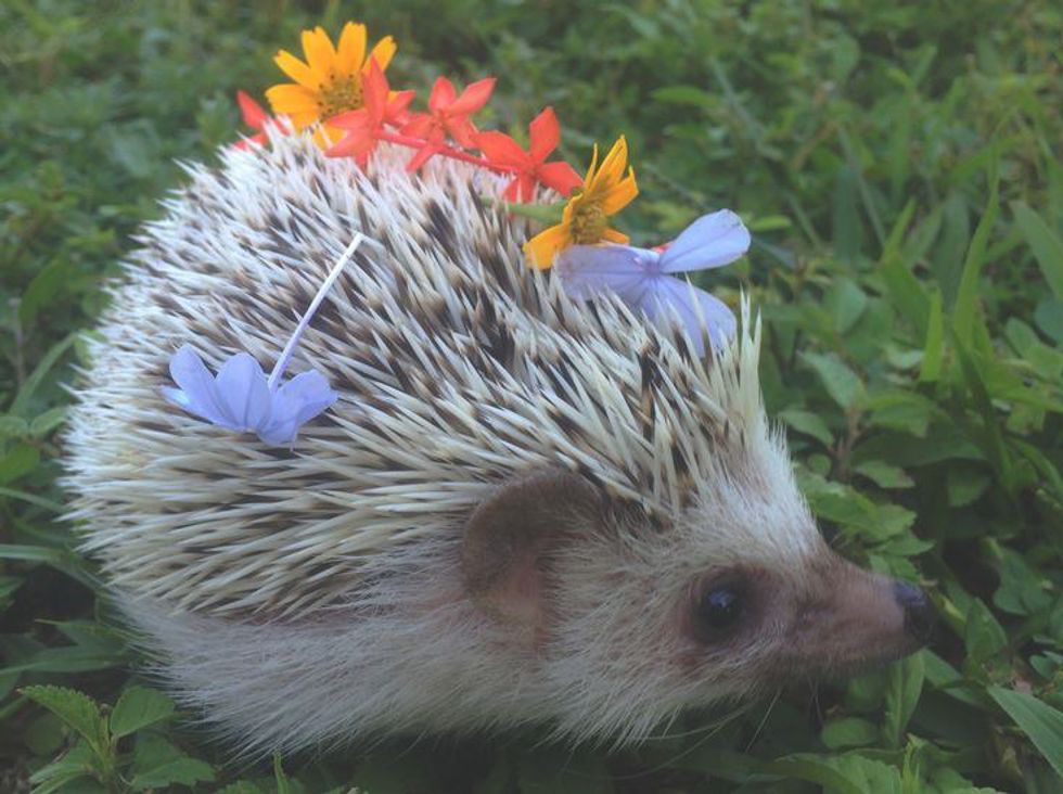 11 Reasons To Celebrate Hedgehogs