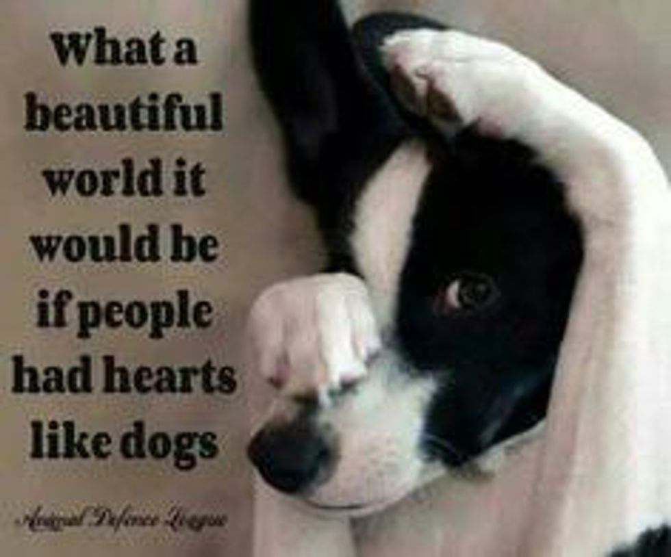 14 Reasons Why Dogs Are Better Than People