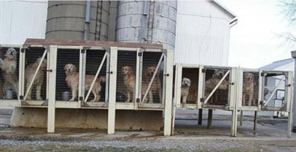 Five Reasons Why Adopting A Dog Is Better