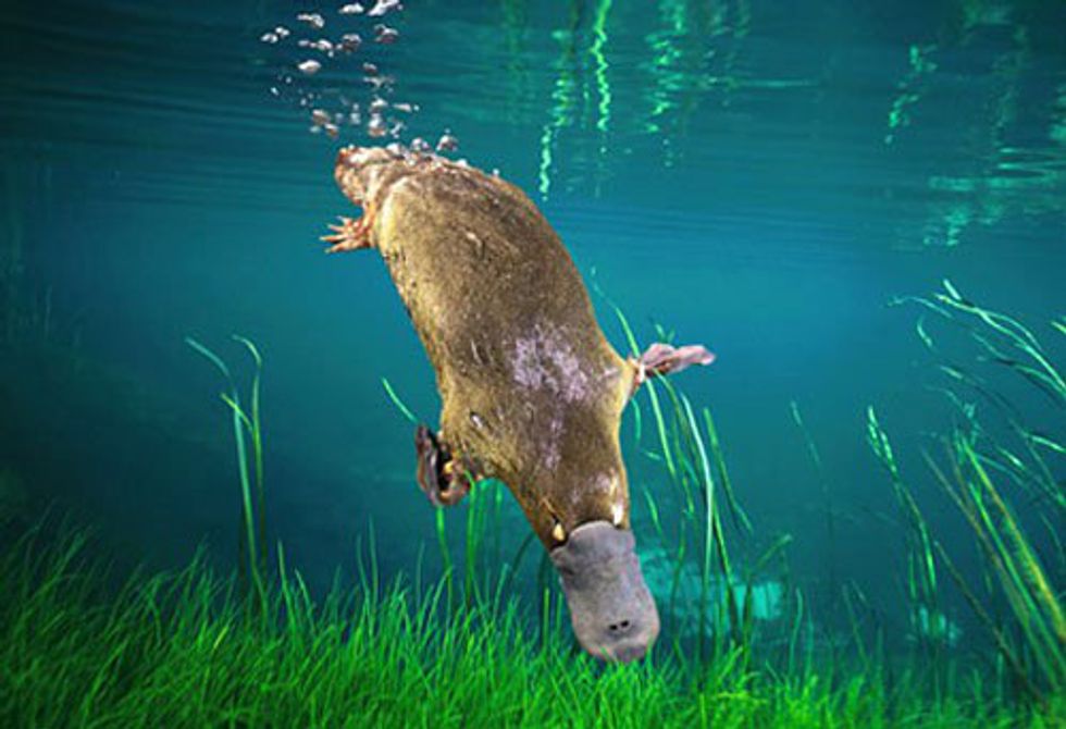 platypus shoes jordans