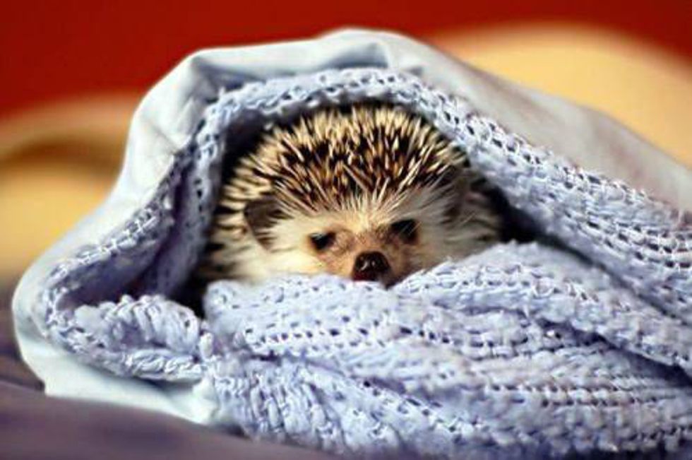 warm pals hedgehog