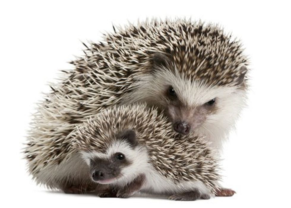 10 Things You Didn't Know About Hedgehogs