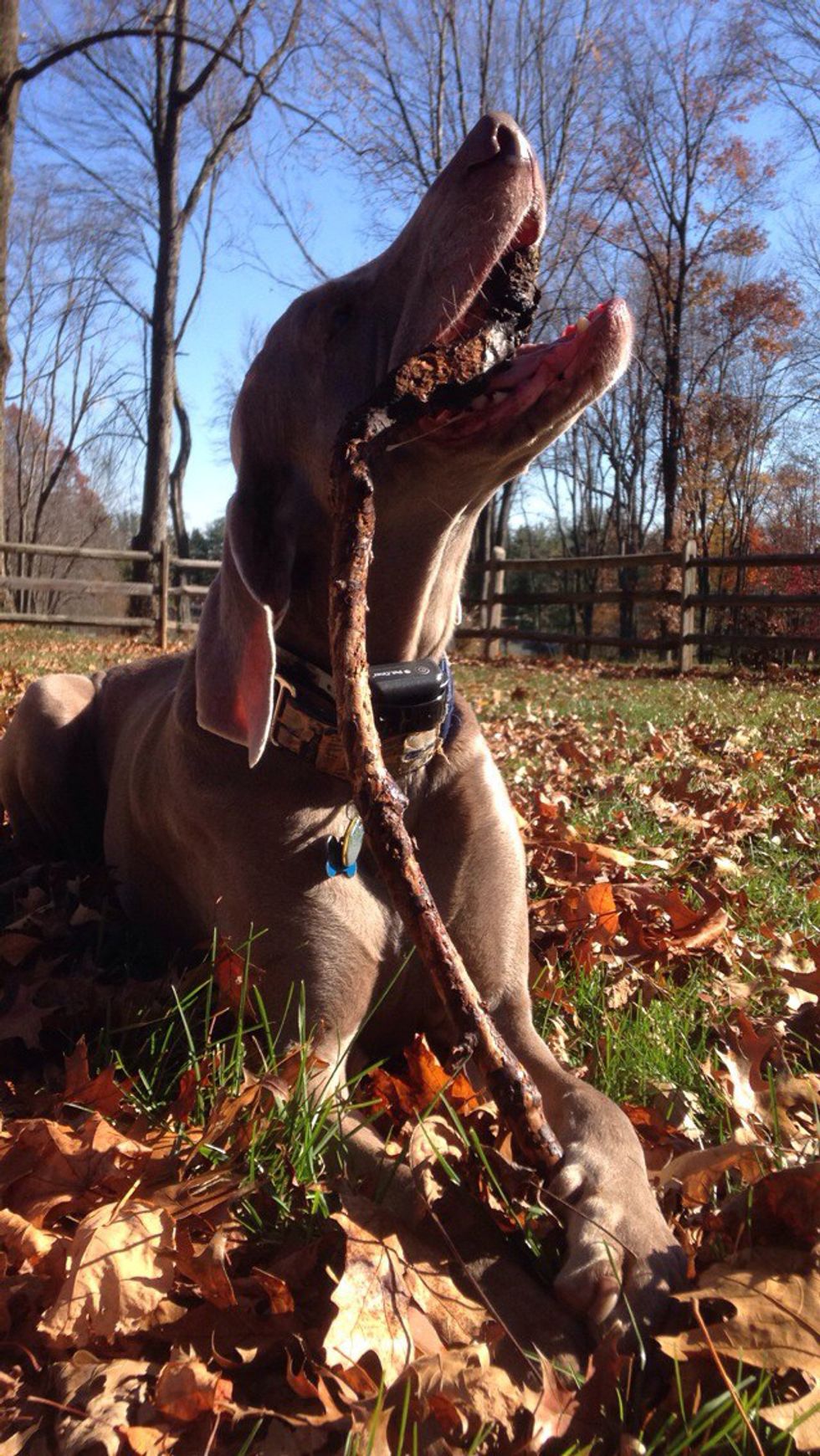 Why Weimaraners Are The Best Dogs