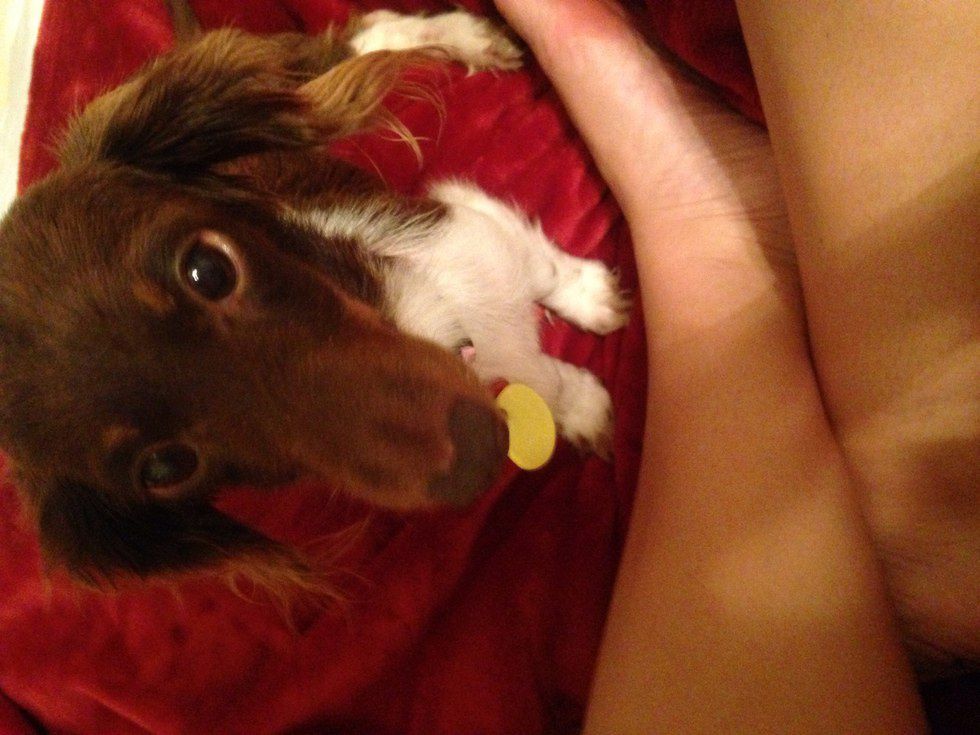 10 Reasons Getting A Dog In College Is A Great Idea