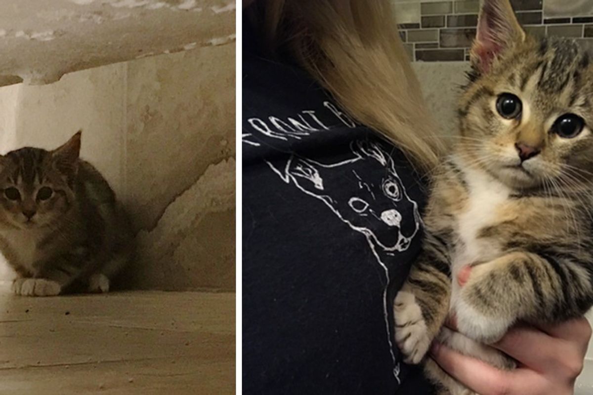 Young Woman Heard Meowing From Chicken Coop and Found This Kitten and Her Siblings...