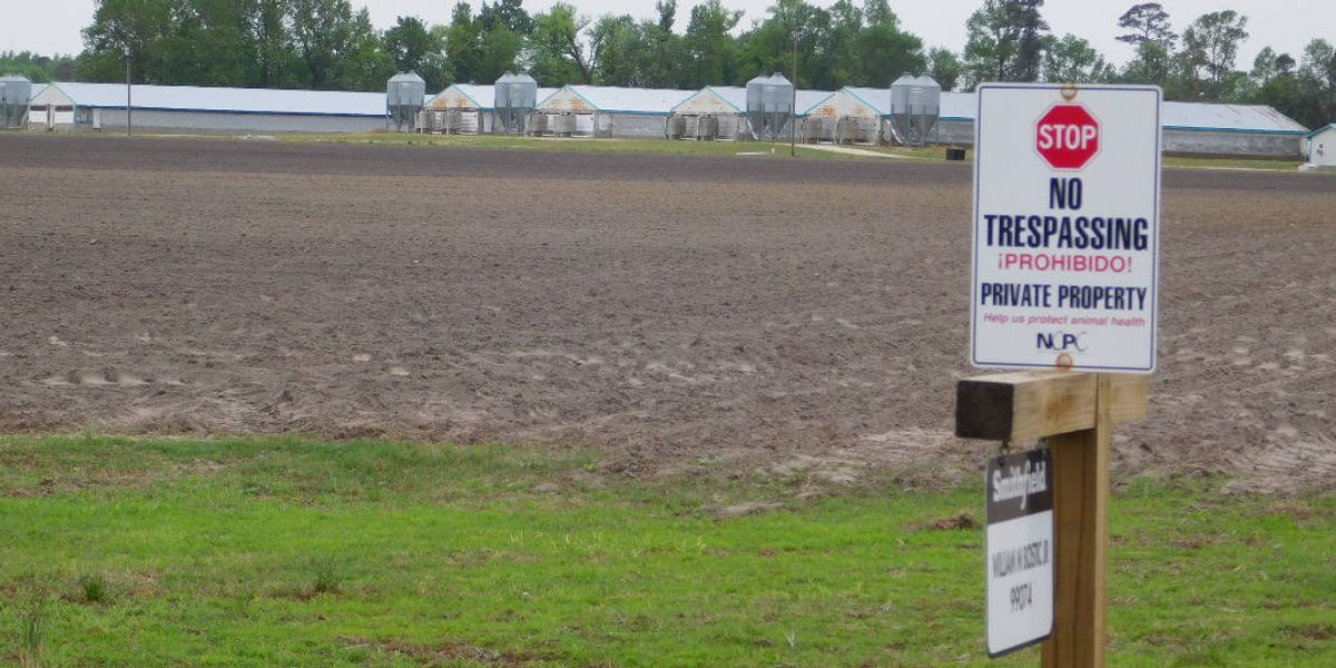 Swine workers on front lines in fight against antibiotic resistance