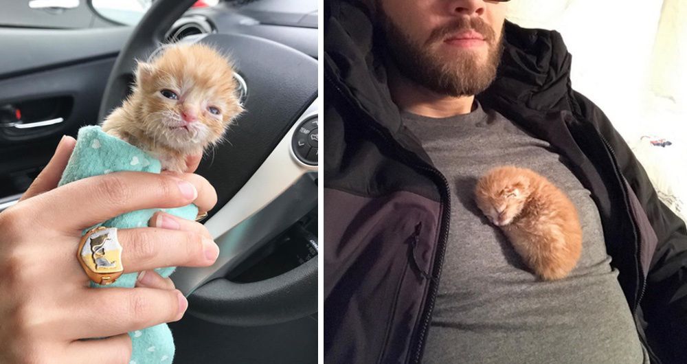 kitten in tissue box