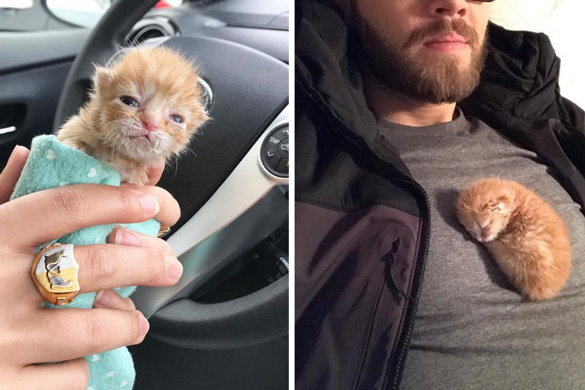 Tiny Kitten Brought To Store in Tissue Box Gets Her Life Turned Around With Love..