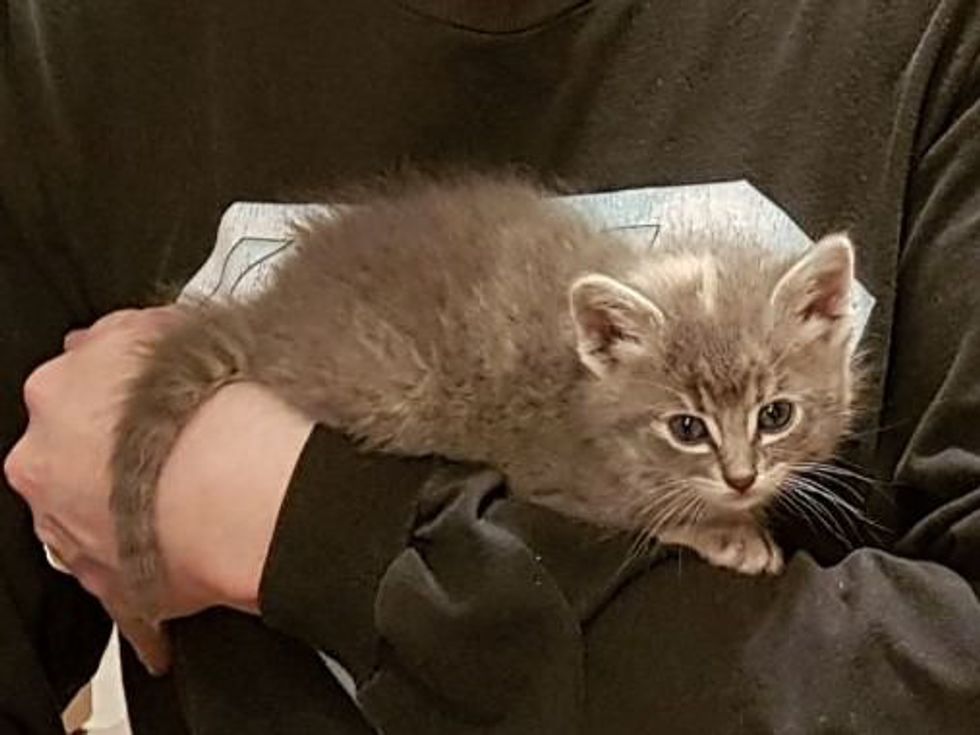 Man Hears Meowing And Finds Kitten Under Car Trying To Attack His