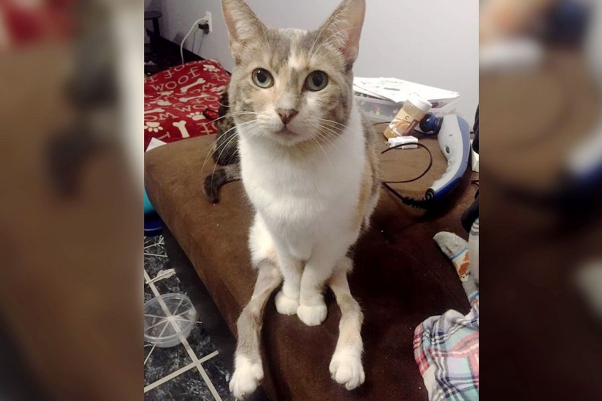 Cat Born With Special Legs Surprises Her Humans With Her Will to Do Everything Any Cat Can Do...