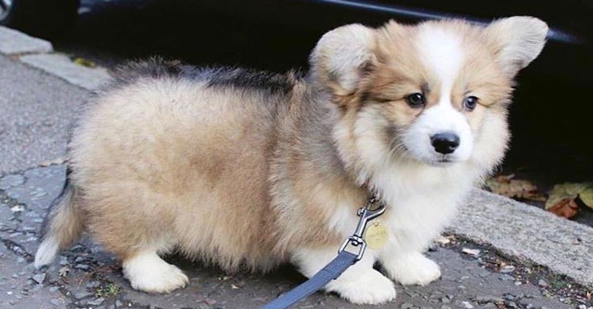 7 Things You Need To Know Before Getting A Corgi