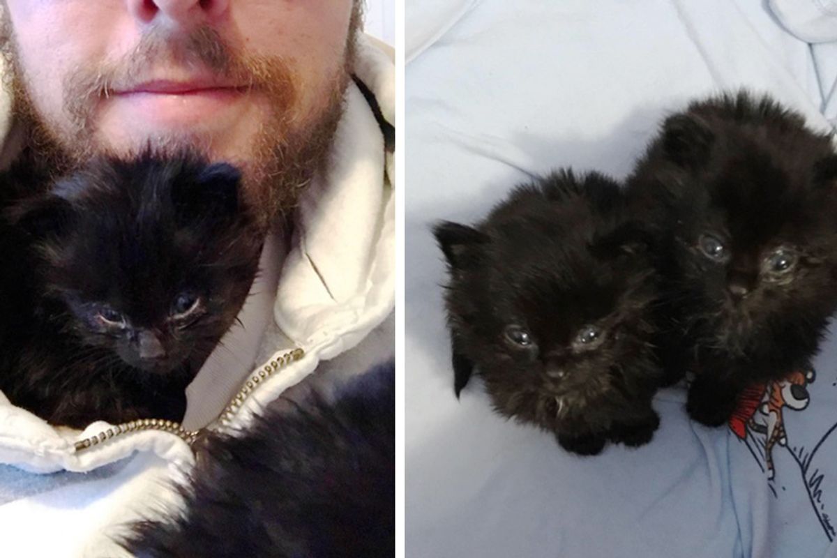 Man Heard Chirps Under His House, Found Tiniest Furballs and Raised Them into Magnificent Cats...
