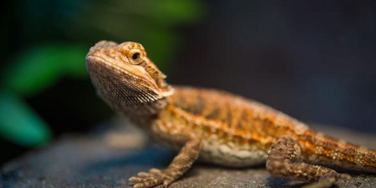 Climate change is making these lizards dumber