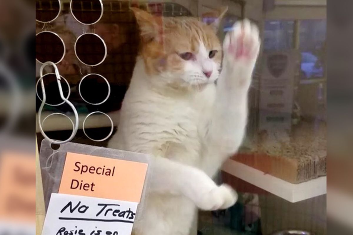 Cat Can't Wait Any More So She Takes Matters Into Her Own Paws To Get Adopted...