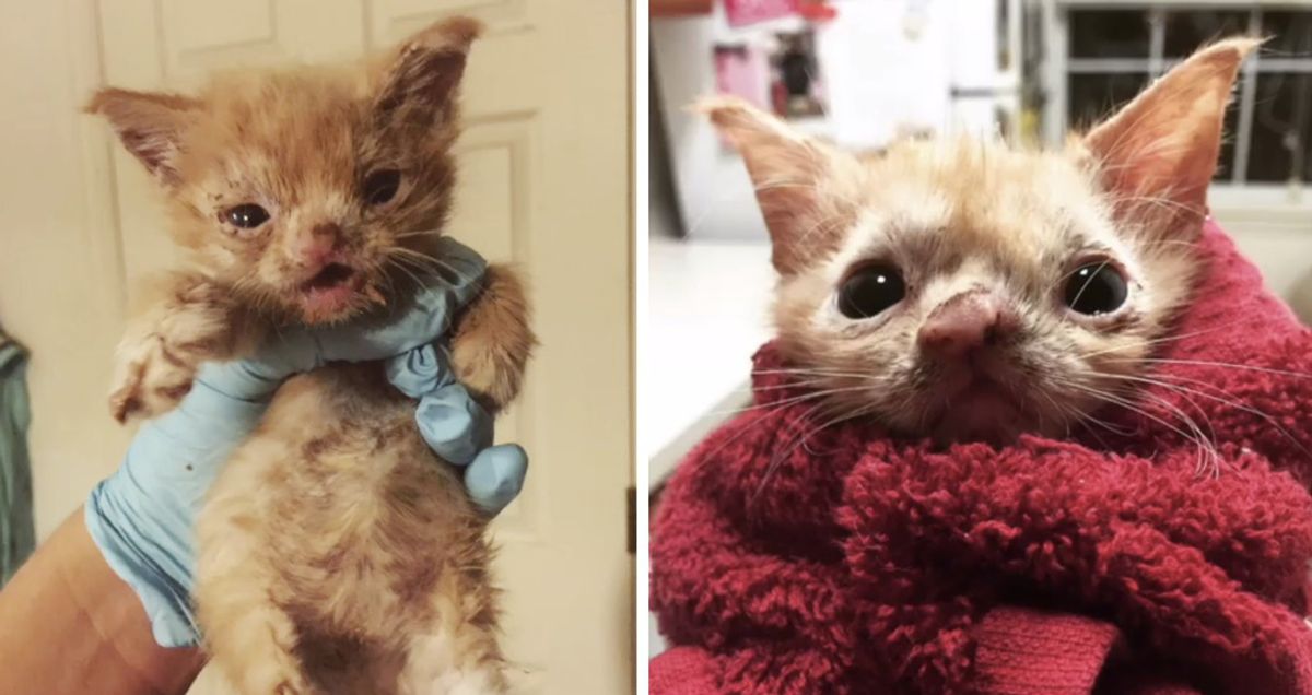 Vet Student Saves Special Kitten and Brought Her Back From the Brink, Now Months Later...