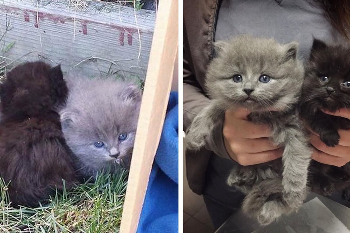 Scrawny Kittens Found Huddled Up in a Bush Fluff Up Into Gorgeous Kitties...