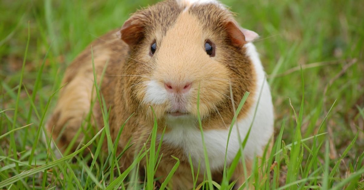 Would You Eat A Guinea Pig?