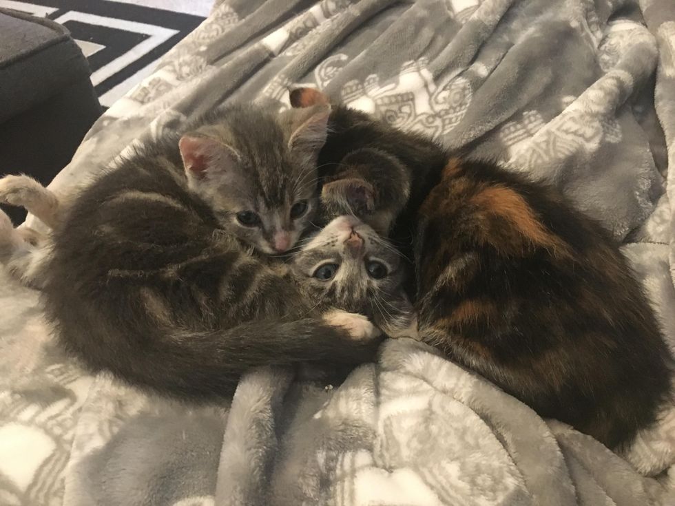 Kittens Found Under Porch Cuddle With Their Special Needs Brother ...