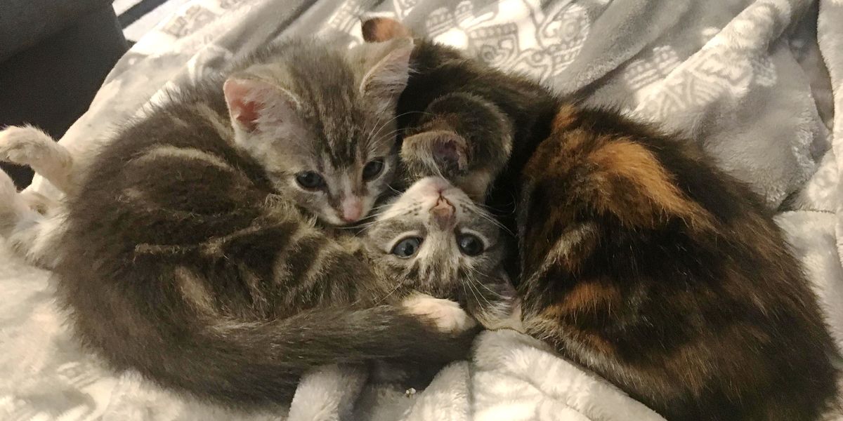 Kittens Found Under Porch Cuddle With Their Special Needs Brother ...