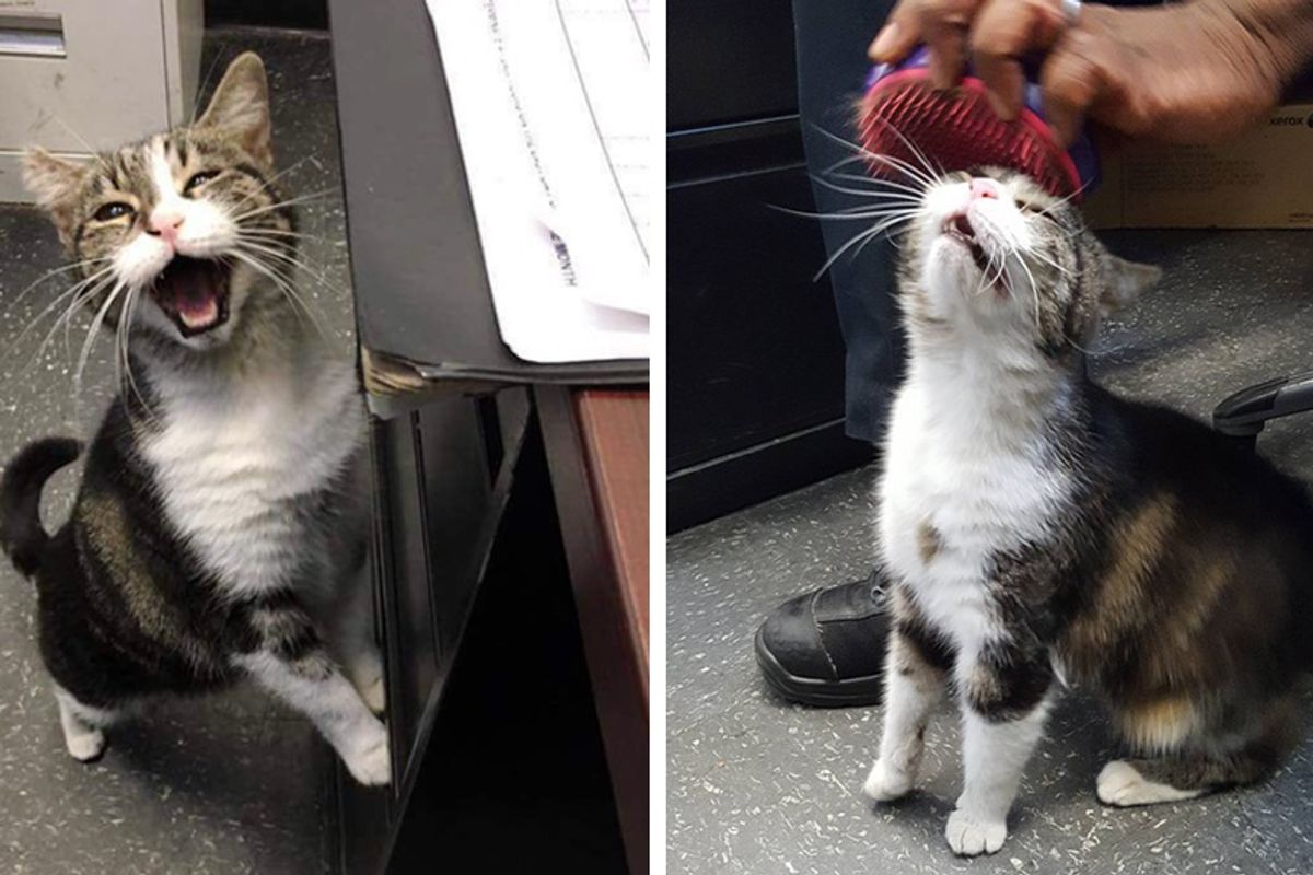 Stray Cat Wanders Into Fire House and Asks Everyone for "Help"