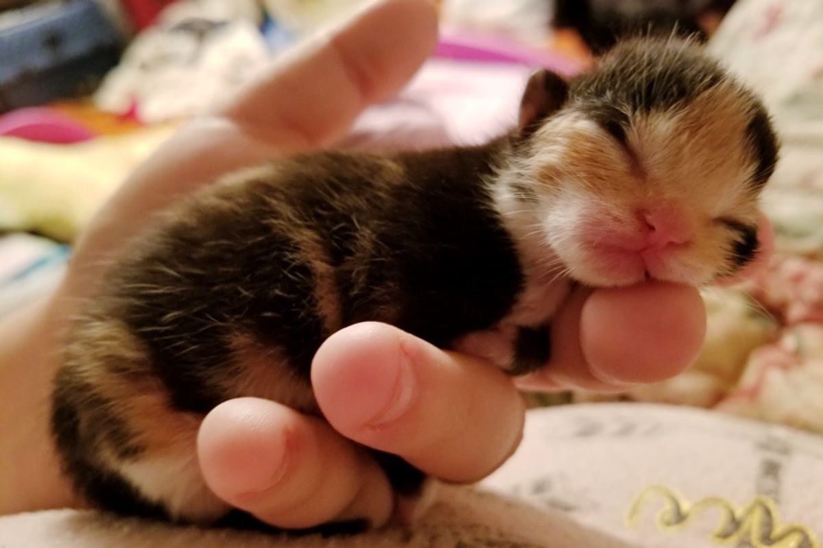 Preemie Calico Fights Back from the Brink and Determined to Live, Now a Month Later...