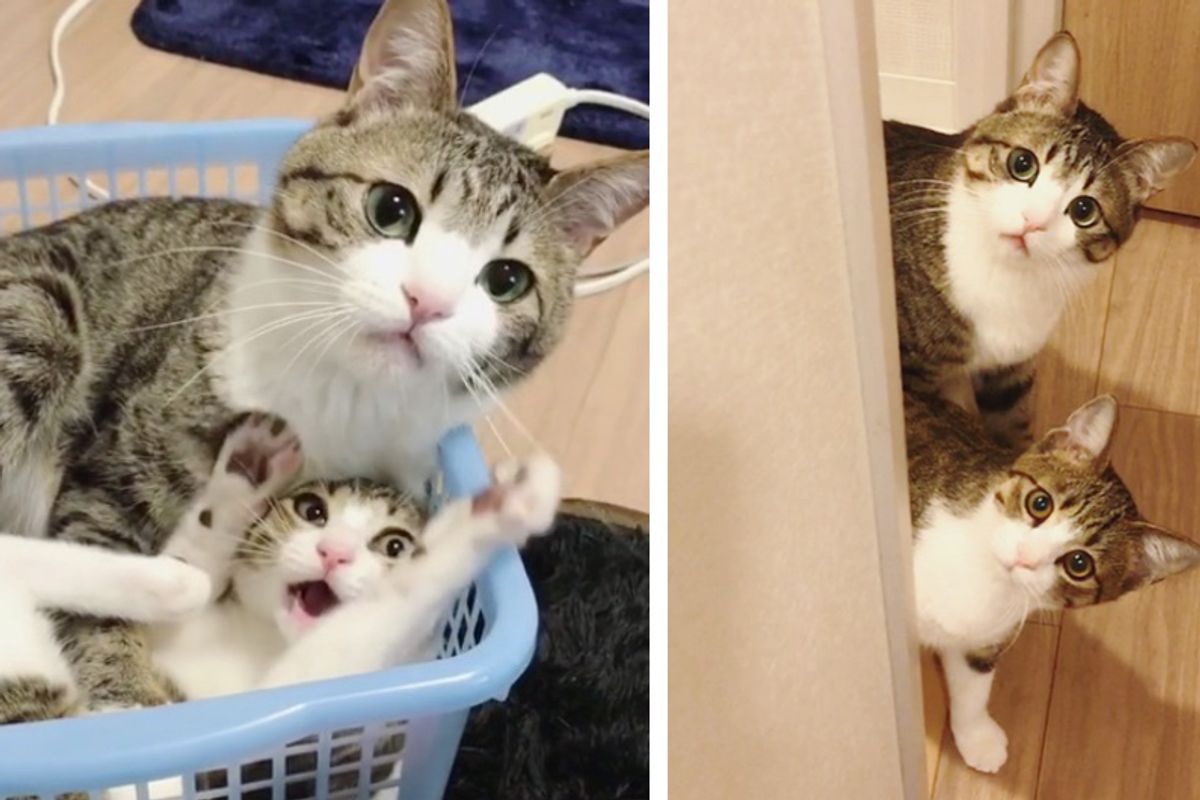 Kitten Saved from Shelter Finds New “Brother” Who Looks Just like Him, He Becomes Very Attached