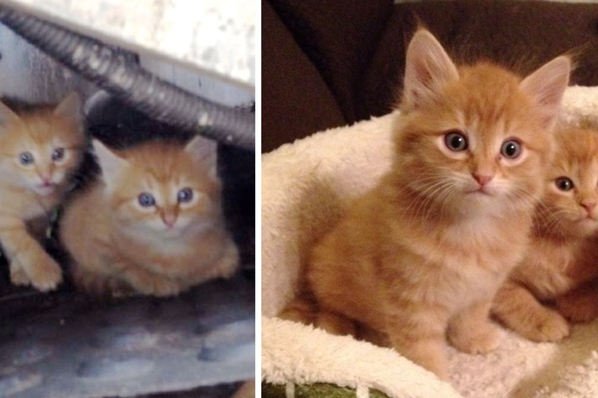 Man Saves Ginger Kittens Hiding Under Walkway and Raises Them Into Gorgeous Cats!