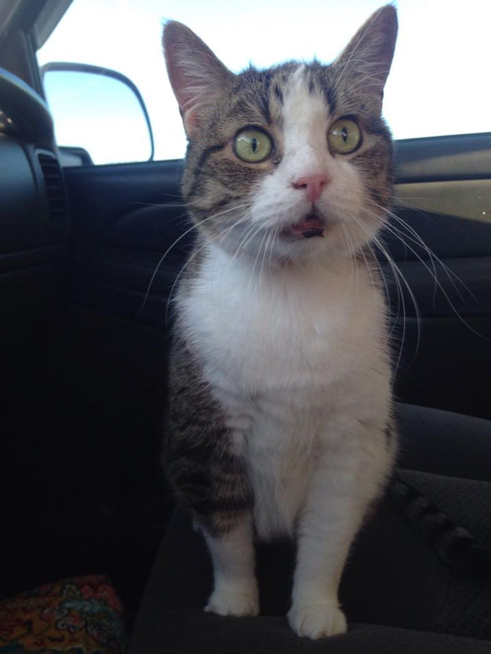 20 Year-old Cat is Epileptic, Missing Teeth With Bad Memory But She ...