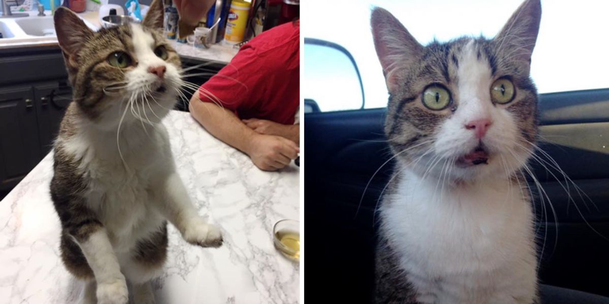 20 Year-old Cat is Epileptic, Missing Teeth With Bad Memory But She ...