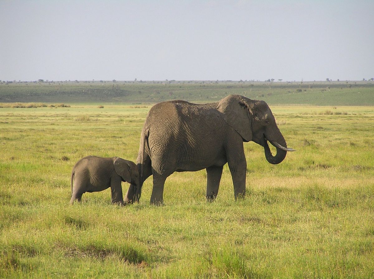 5 (And A Half) Reasons Why Elephants Rock