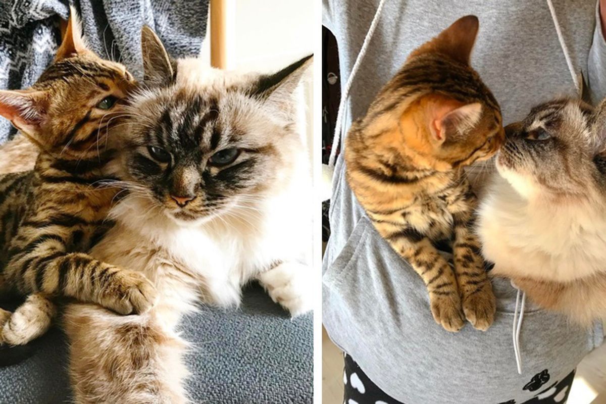 Shy Cat Meets Overly-attached New Kitten Who Is Determined to Get Her to Love Him