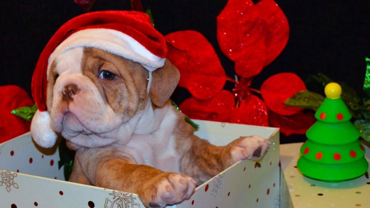 5 Things To Consider Before Giving Your Child A Pet This Christmas