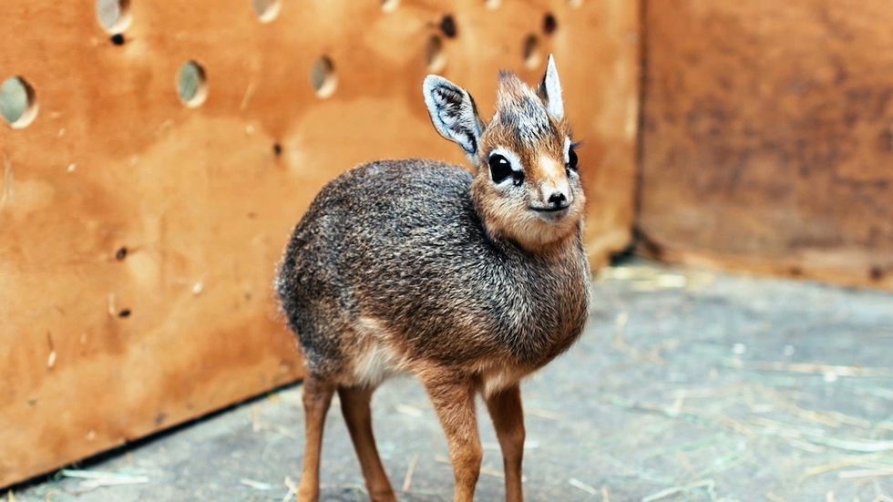 19 Super Cute Animals You've Probably Never Heard Of