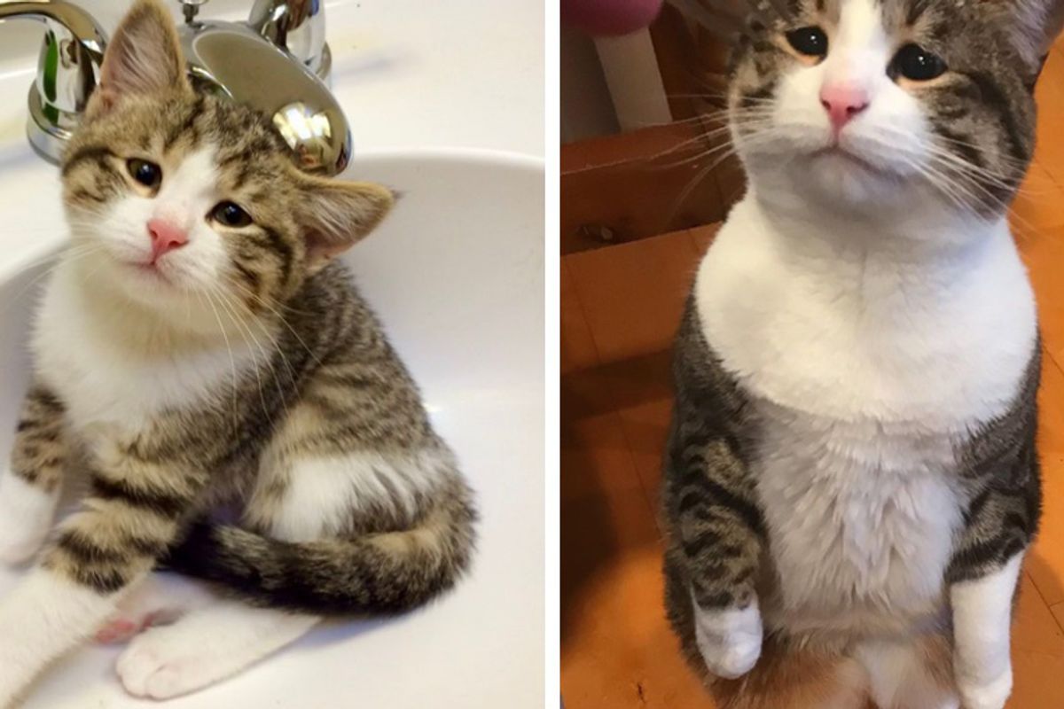 Feral Kitten With Sorrowful Eyes Steals Couple's Hearts and Learns to Love