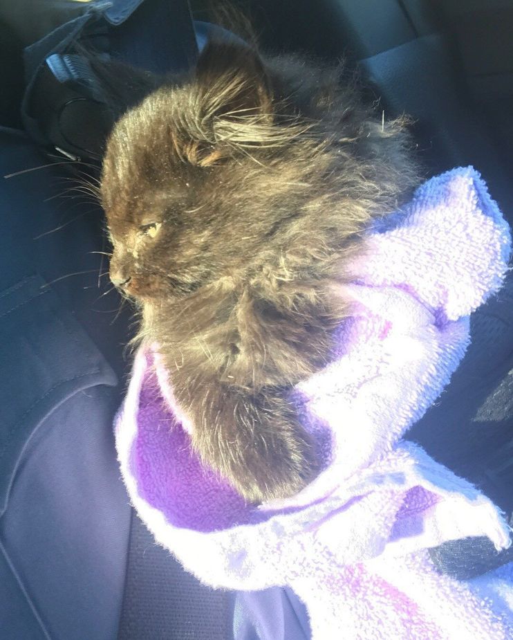 Chloe, the crime-fighting cat': Kitten saved by VCU Police officer