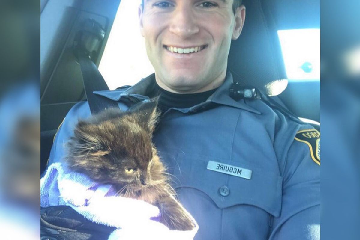 Officer Calms Frightened Kitten With "Kitty Voice" After Rescuing the Kitten From Traffic